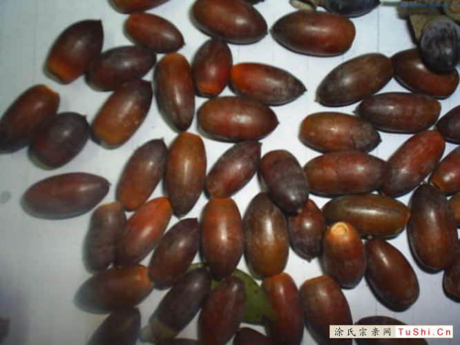 中华涂姓宗亲网