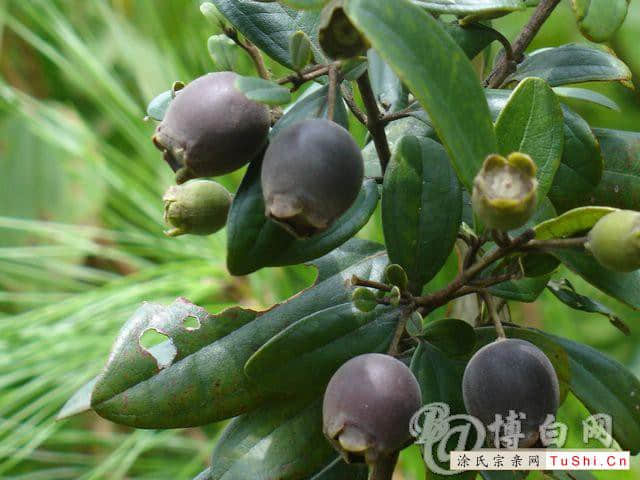 中华涂姓宗亲网