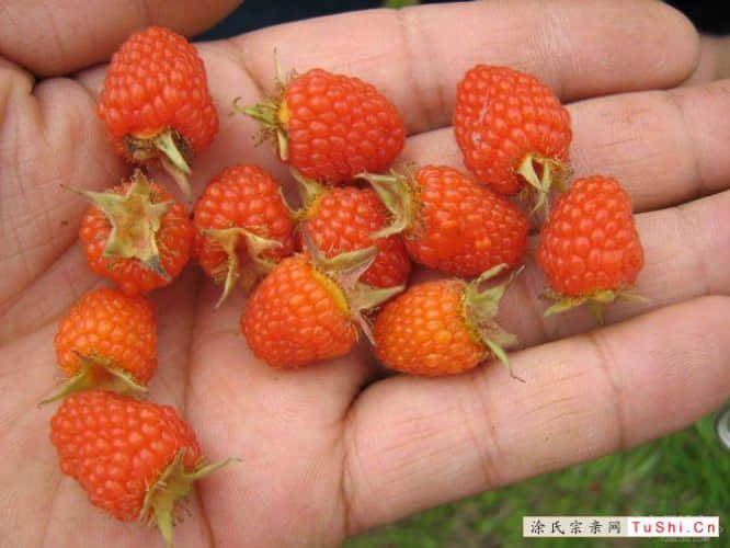 中华涂姓宗亲网